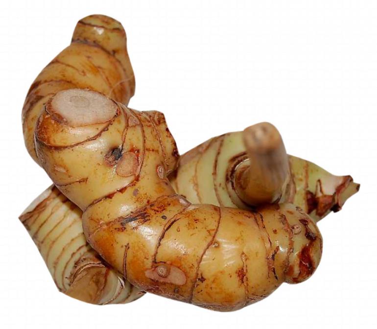 Galanga Raiz Alpinia 1