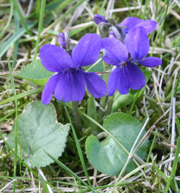 agua de violetas virita