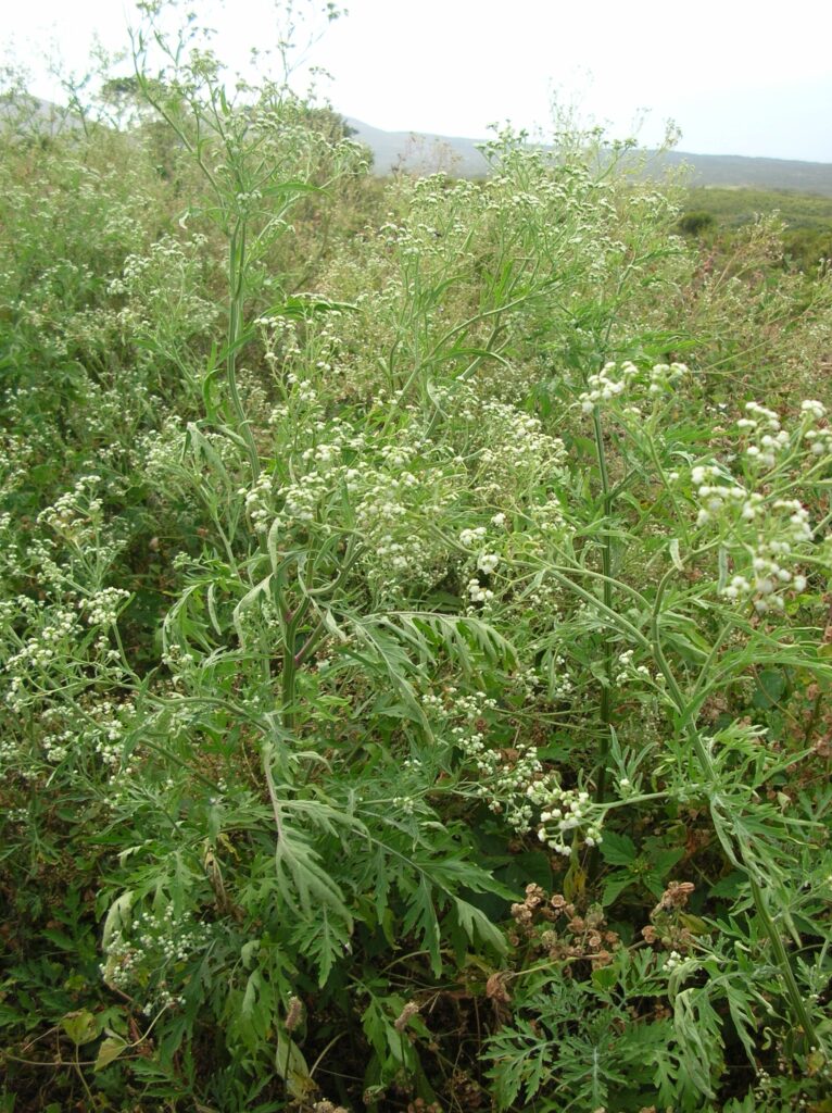 ajenjo y verbena mezcla de hierbas para el dolor de muelas