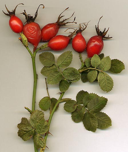 bebida de escaramujo