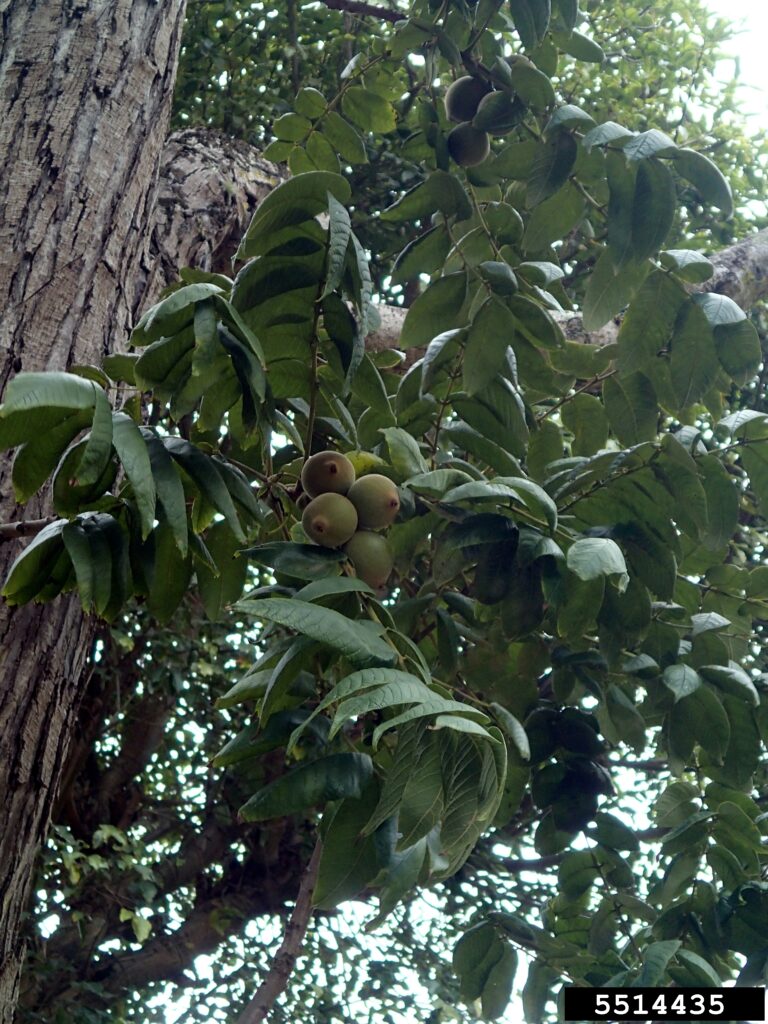 bebida de hojas de nogal