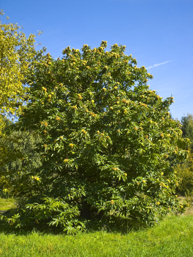 castanas