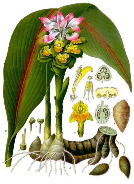 cedoaria bebida de