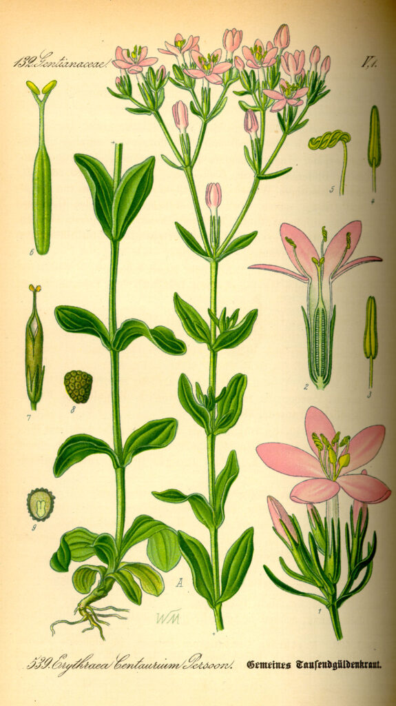 centaurea menor