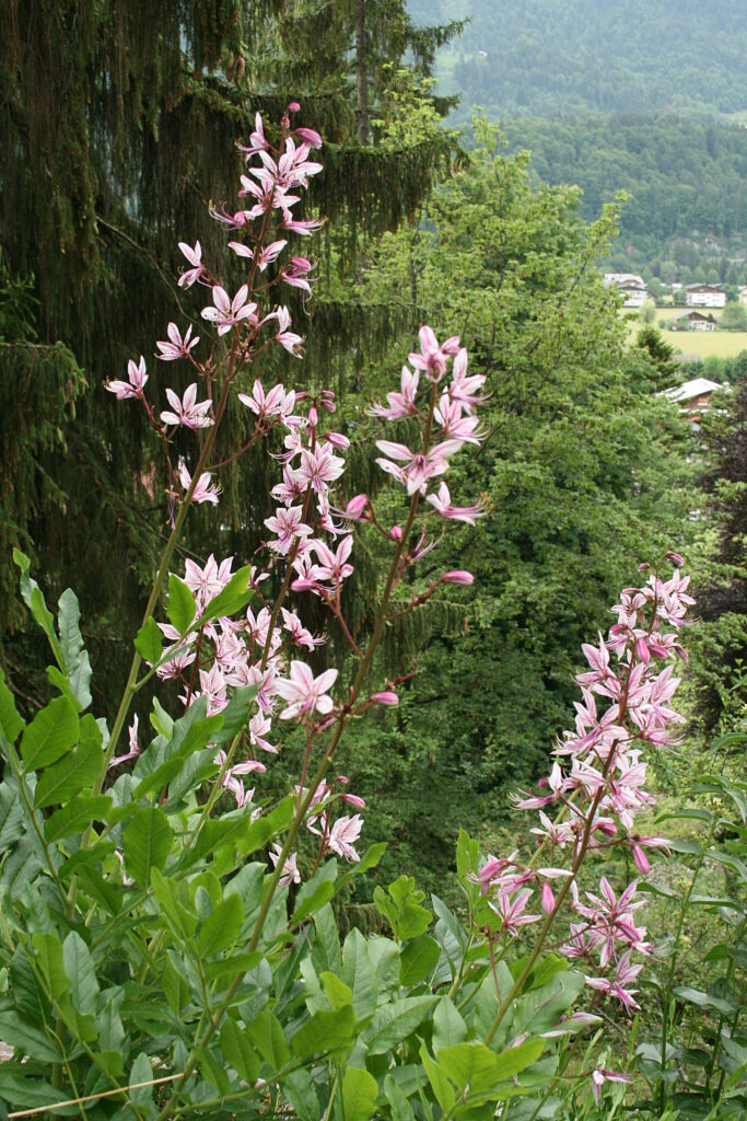 dictamnus polvo de