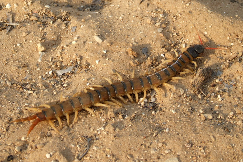 escolopendra bebida de