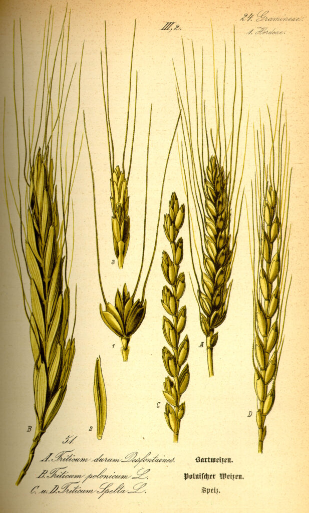 espelta