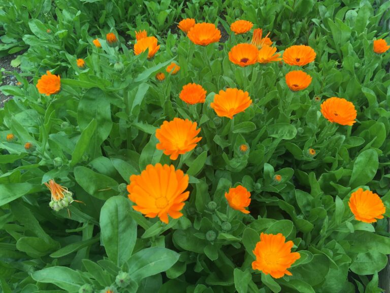 flores de calendula
