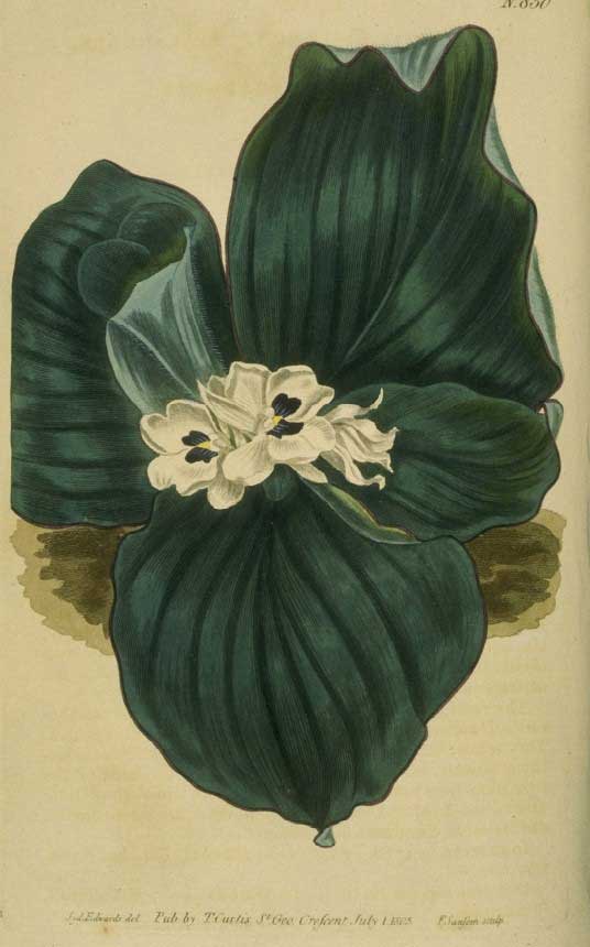galanga miel de