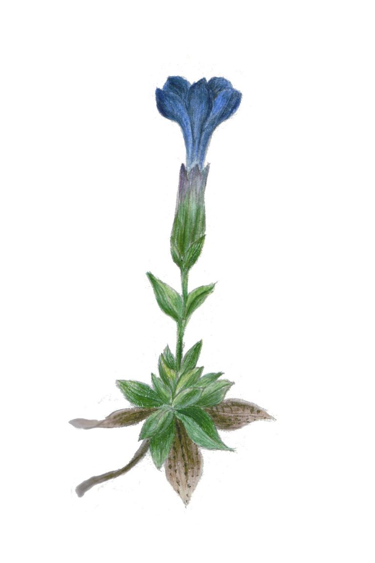 genciana