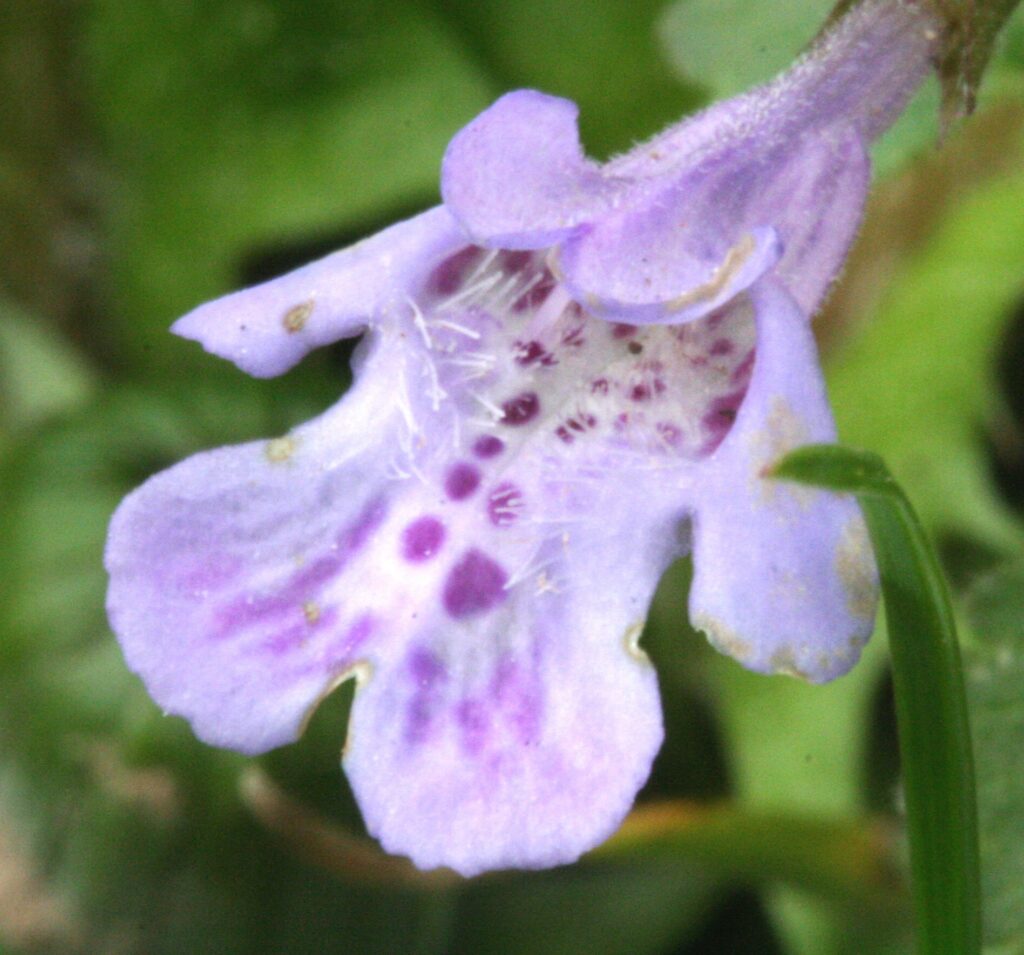glechoma hederacea hierba