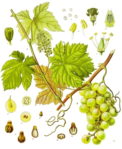 gotas de savia de vid simples