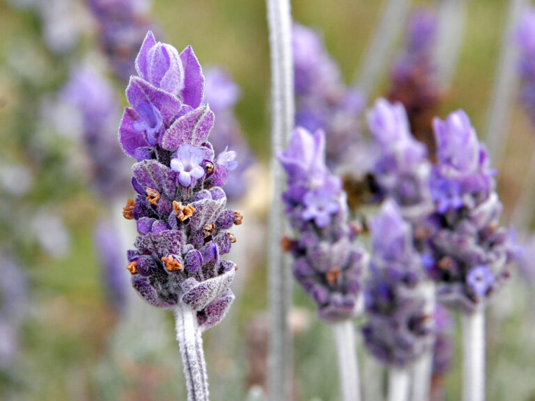 lavanda aceite de