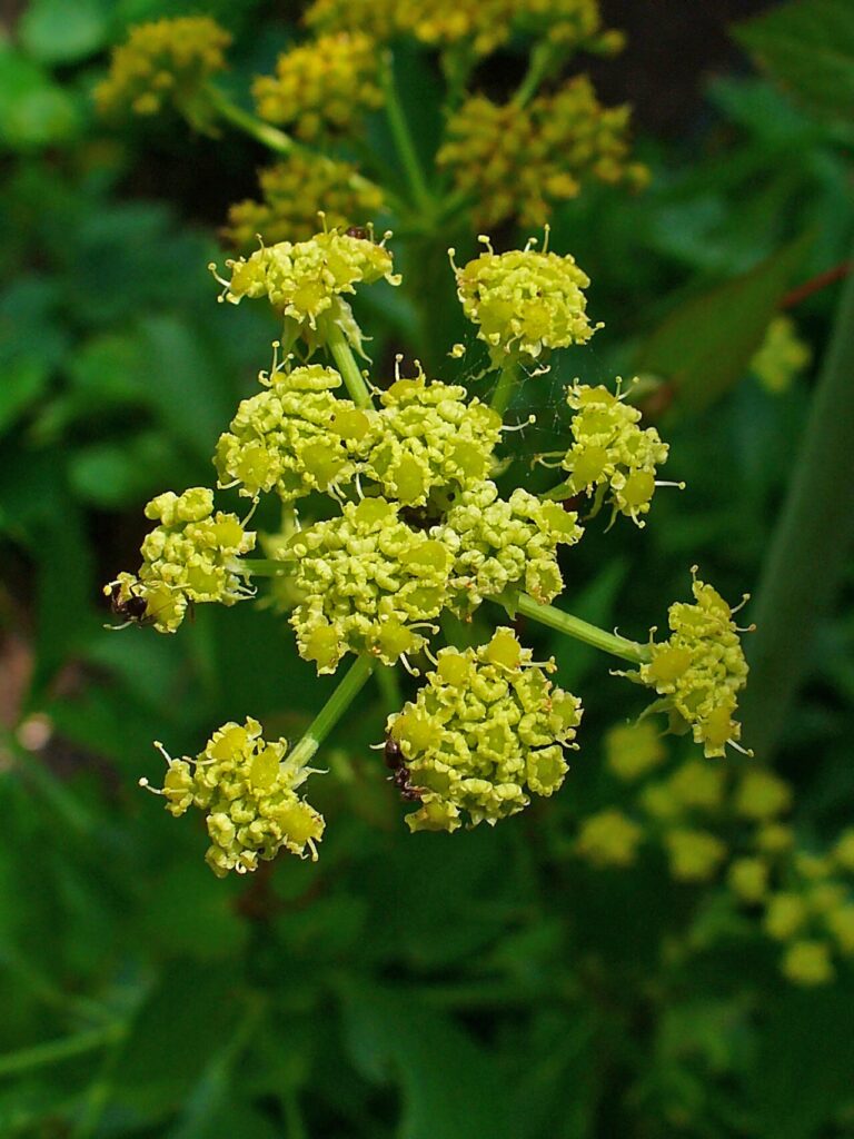 levistico y glechoma hederacea hierbas en compresa