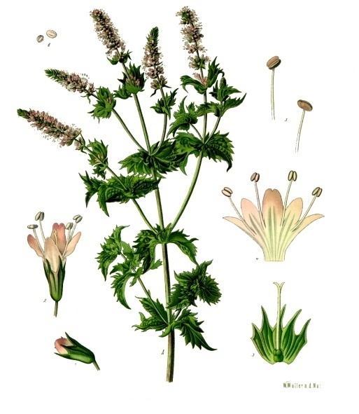 menta crispa jugo de