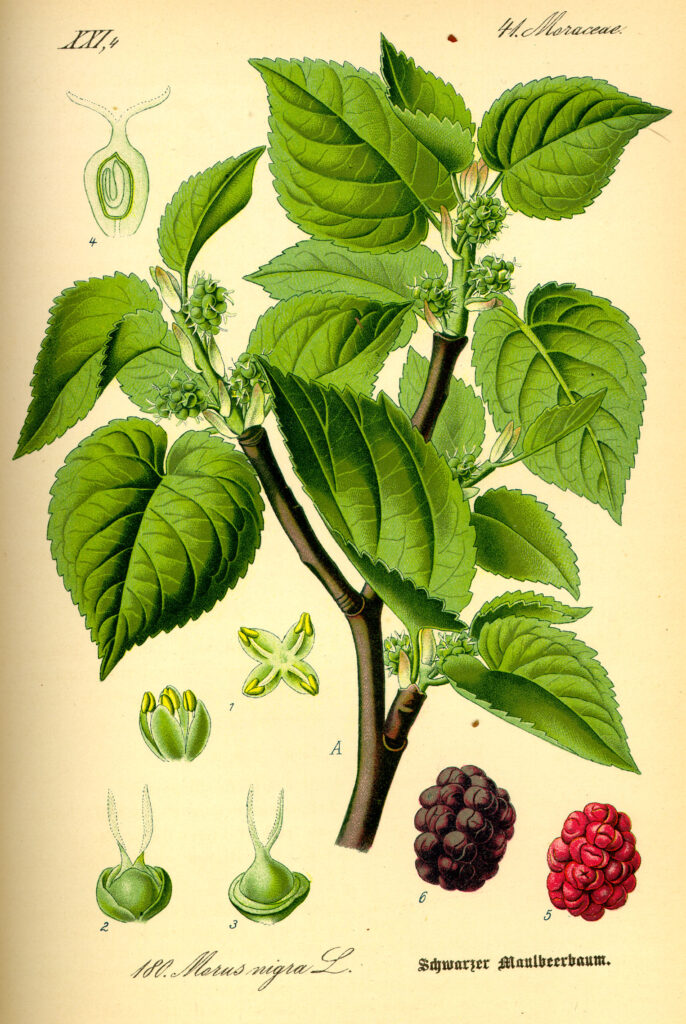 moras de arbol bebida de