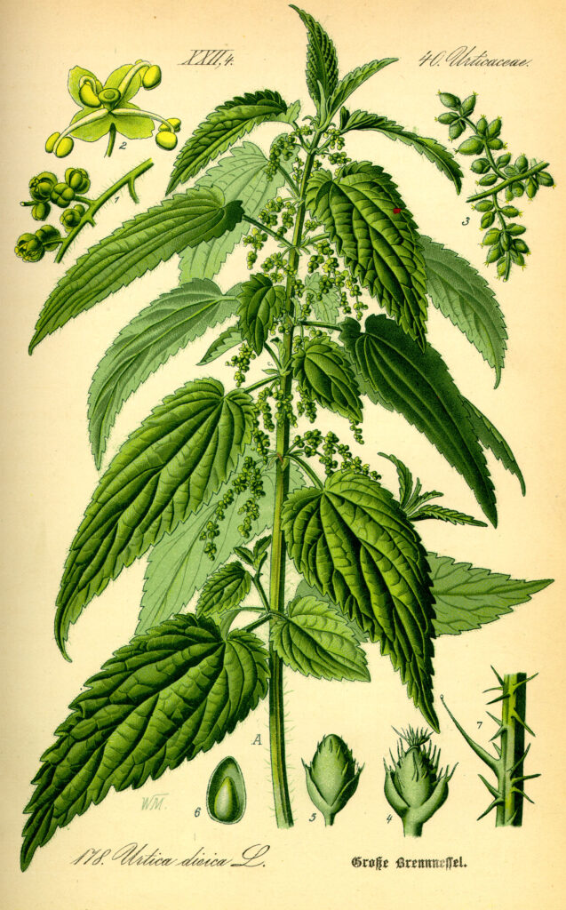 ortiga aceite de