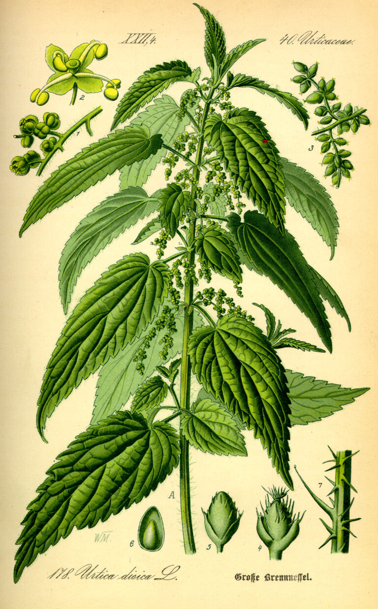 ortiga aceite de