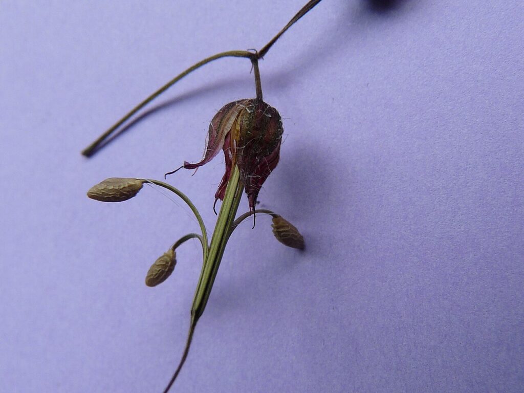 pelargonio o geranio robertiano o ingles mezcla de polvos