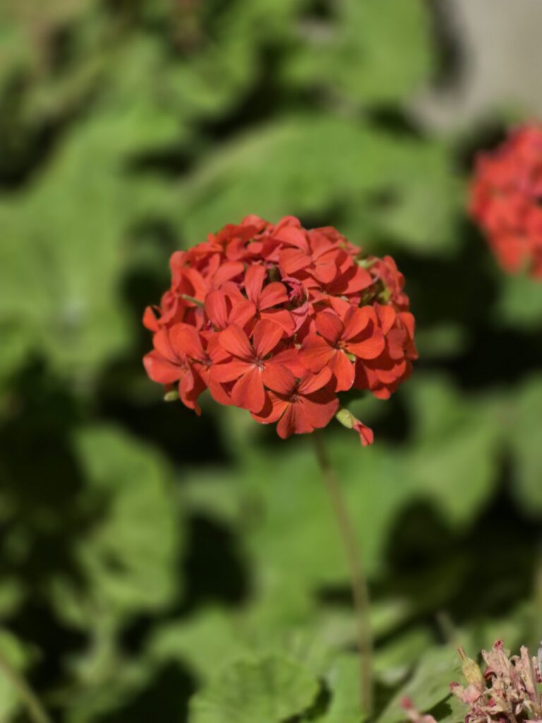 pelargonio spray de