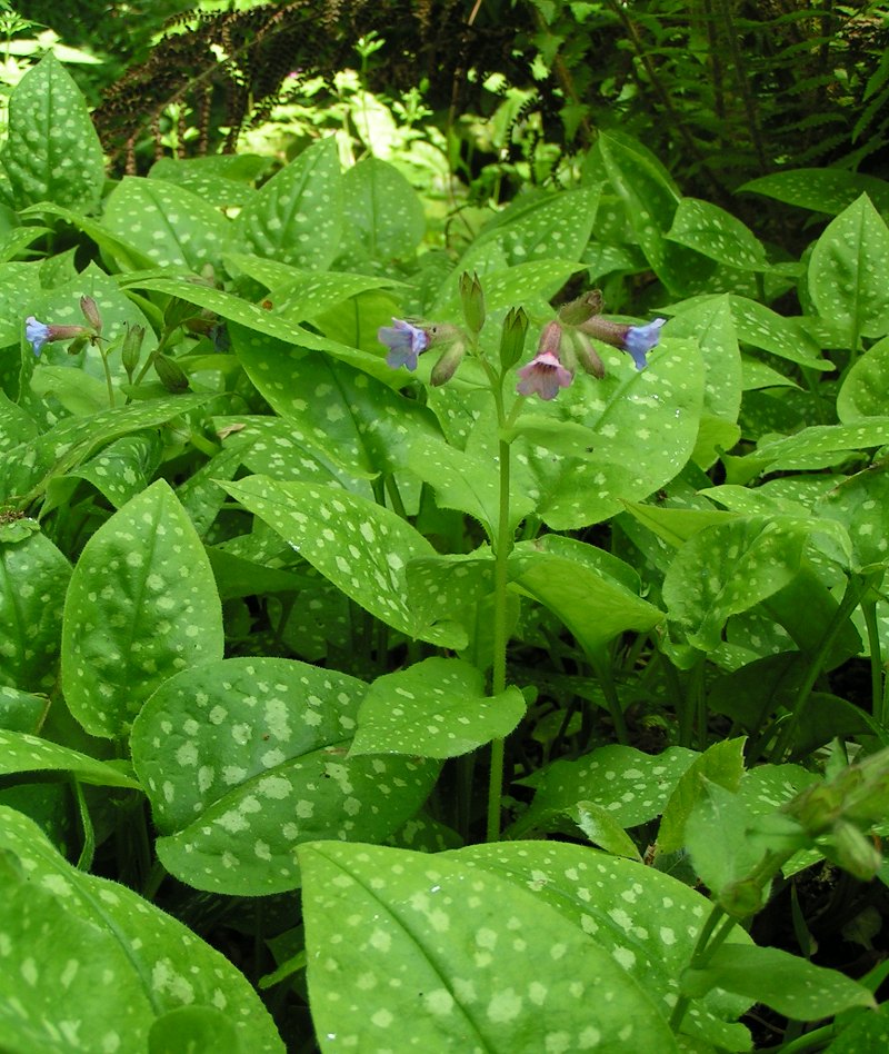 pulmonaria