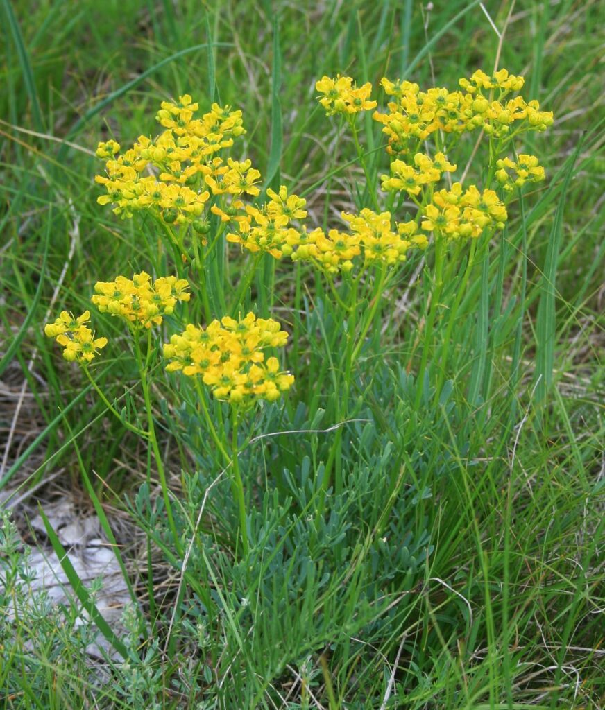 ruda balsamo de